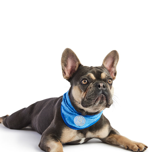 ICE BAND - Dog Cooling Bandana | Beat the Heat with Style