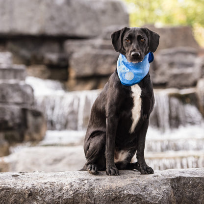ICE BAND - Dog Cooling Bandana | Beat the Heat with Style